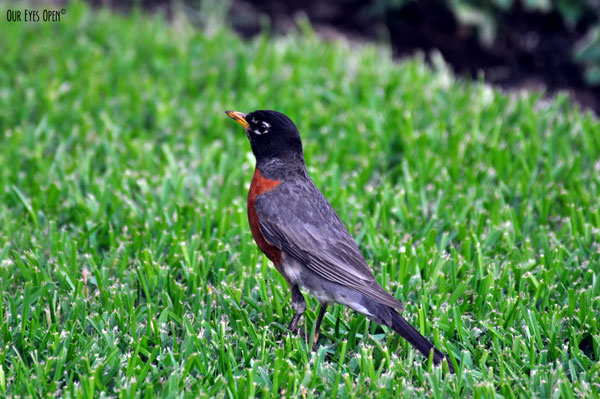 American Robin foraging in the green grass at Parkland Hospital in Dallas, Texas.