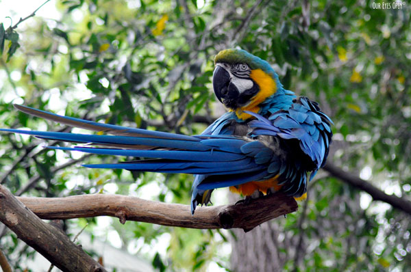 Blue-and yellow Macaw preening on a branch at the Alligator Farm in St. Augustine, Florida.