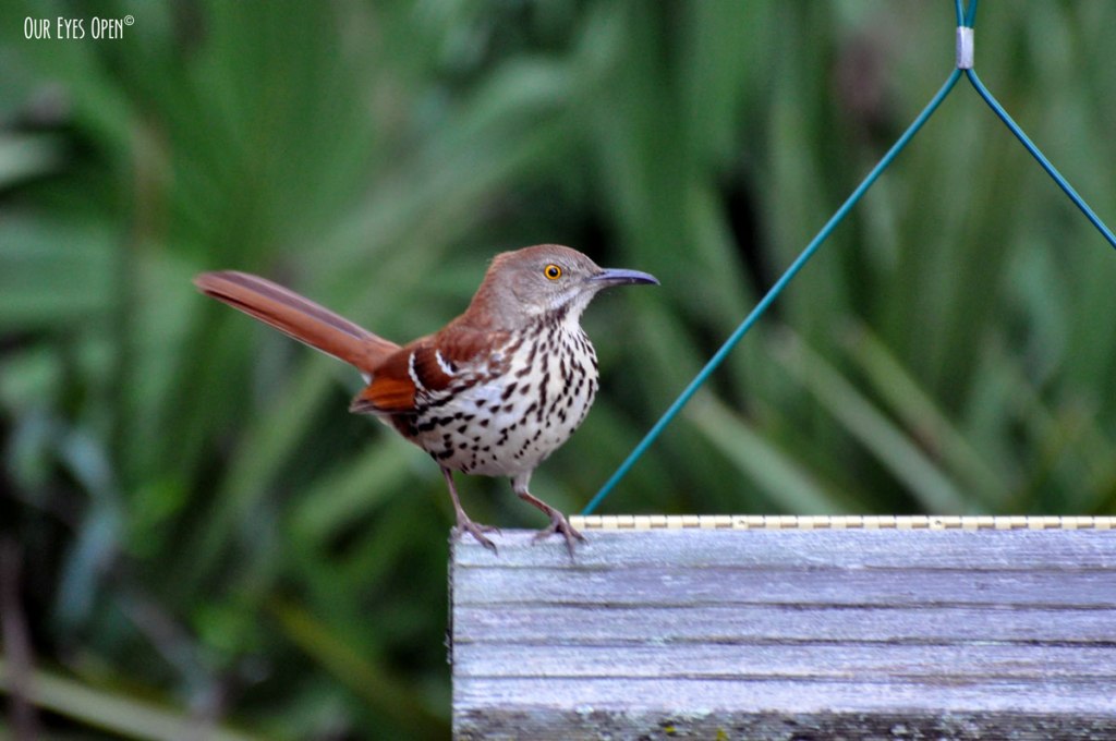 Bird Weekly – Photo Challenge – Birds with LOng&nbsp;Tails
