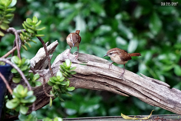 Two curious juvenile Carolina Wrens perched on driftwood.  They have a buffed colored breast, brown head, back and tail feathers.  A white stripe over the eye.