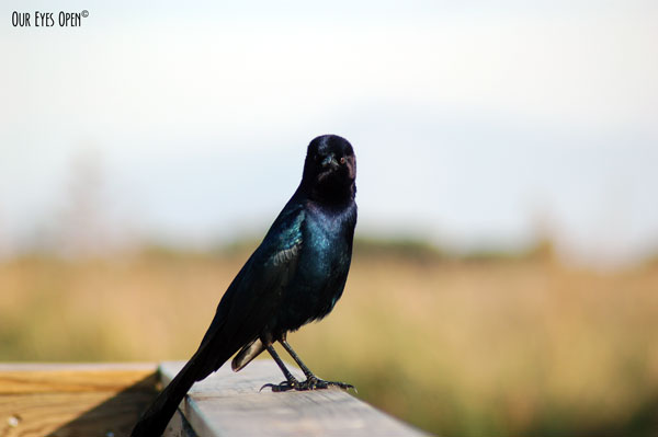 Common Grackle giving me some attitude perched on a boardwalk. The iridescent purple and blue were distinctive.