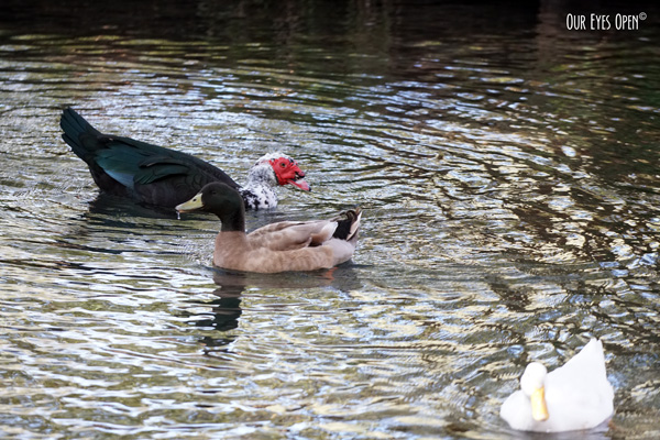Domestic Muscovy Duck, domestic Mallard and domestic white goose swim around the pond at a cemetery in Jacksonville, Florida.