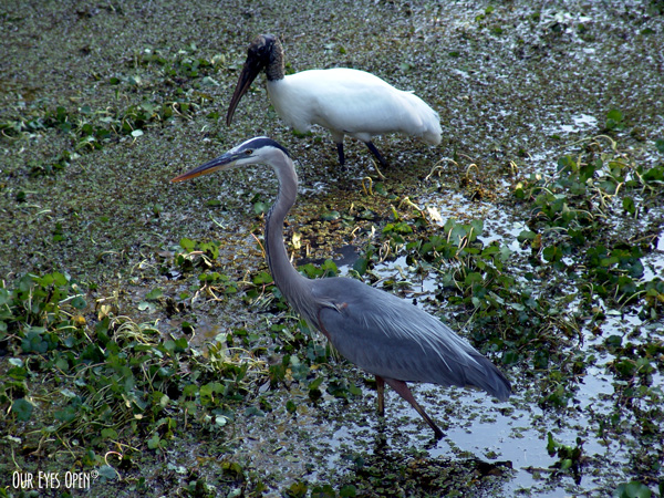 Great Blue Heron and Woodstork looking for food at Lettuce Lake Park in Tampa, Florida.