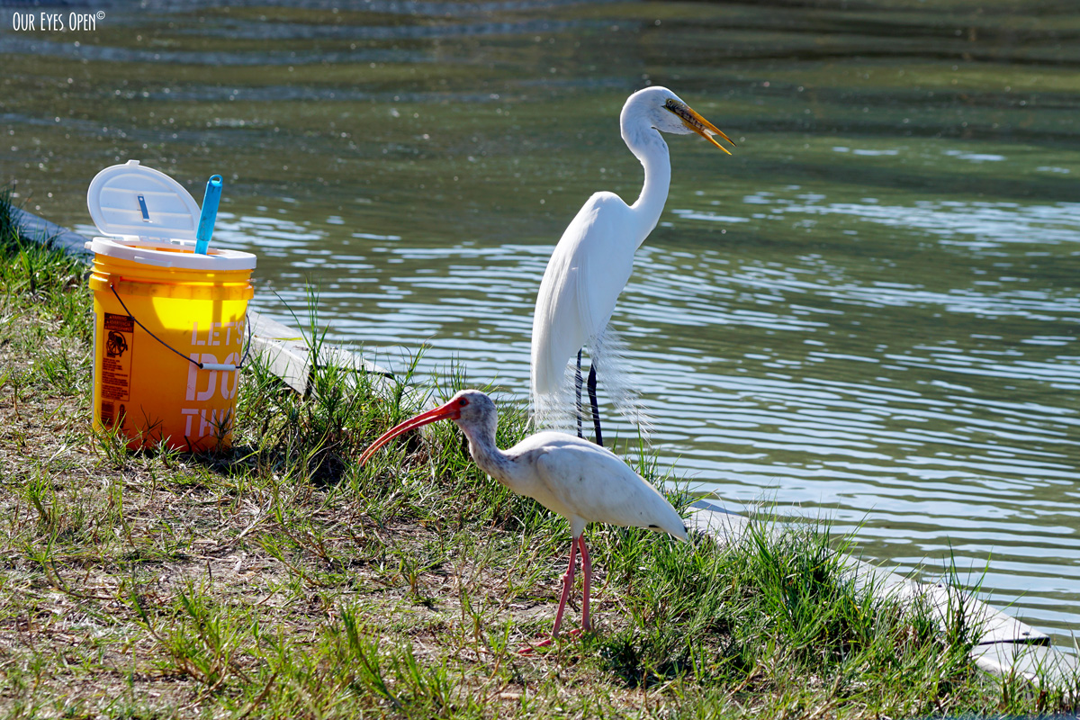 Bird Weekly – Photo Challenge – More than one Bird Species in a Photo