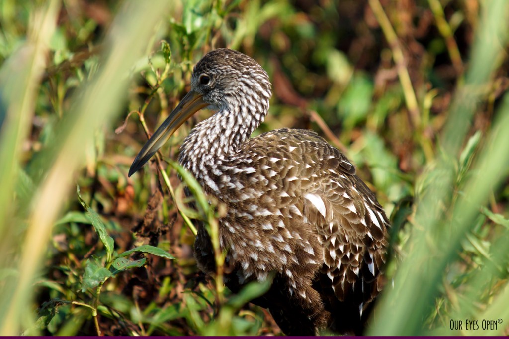 Bird Weekly – Photo Challenge – Birds with Stripes, Spots or&nbsp;Freckles