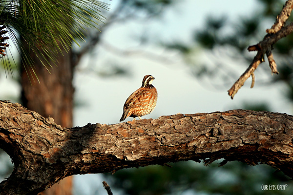 Northern Bobwhite perched in a large pine tree in Georgia has beautiful spots all over and a distinctive white stripe across the eye on the head.