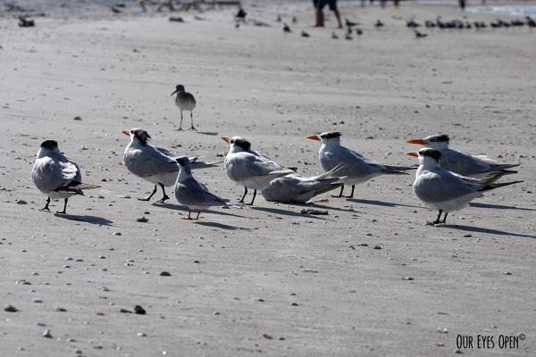 Royal Terns looking up with and a Willet  in the background on the beach at Ft. Desoto Park in Tierra Verde, Florida.