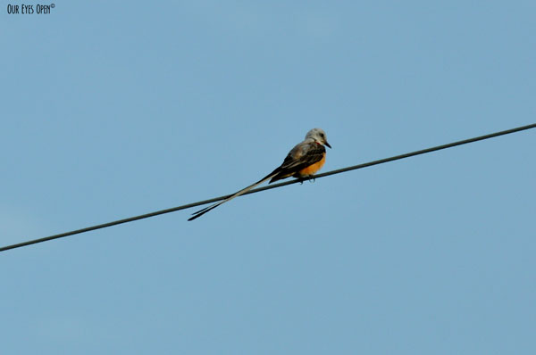 Scissor-tailed Flycatcher perched on a wire in Justin, Texas.  Their forked tail is longer than their head and body.