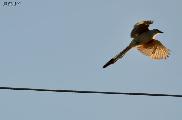 Scissor-tailed Flycatcher flying from a wire on a dirt road in Justin, Texas just as the sun was beginning to rise early in the morning.