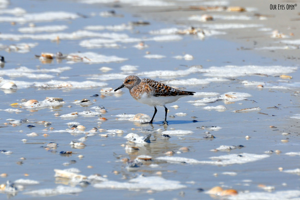 Semipalmated Sandpiper foraging along the shoreline at Little Talbot Island State Park.