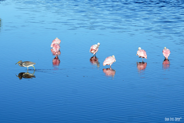 Pink and white Roseate Spoonbills getting rid of a Tricolored Heron that was trying to steal their food at St. Marks Wildlife Refuge in St. Marks, Florida.