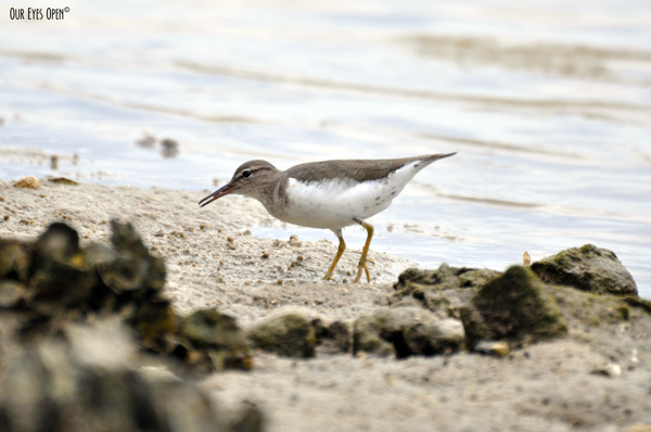 Spotted sandpiper along the shore in Jacksonville, Florida.