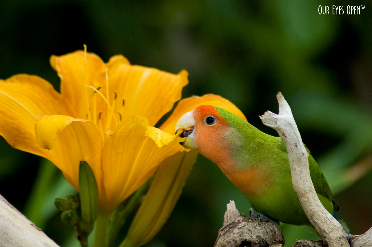 FOTD – Tweety & Lily – Haiku