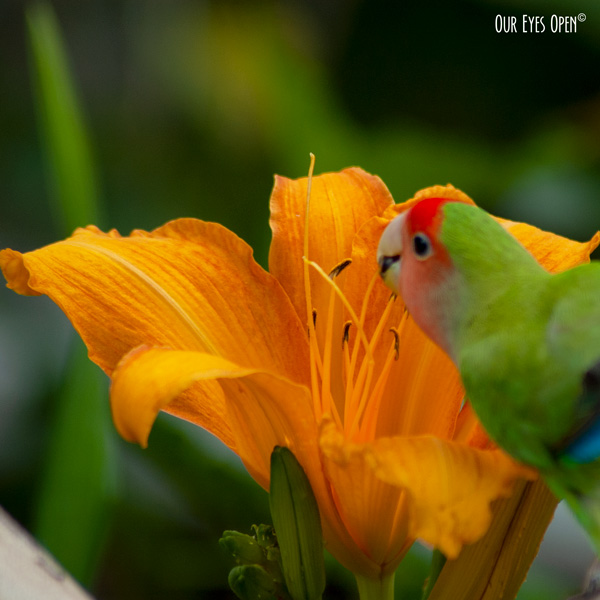 Our lovebird, Tweety nibbling on an orange Daylily. The lily is orange and Tweety is green, blue and red.