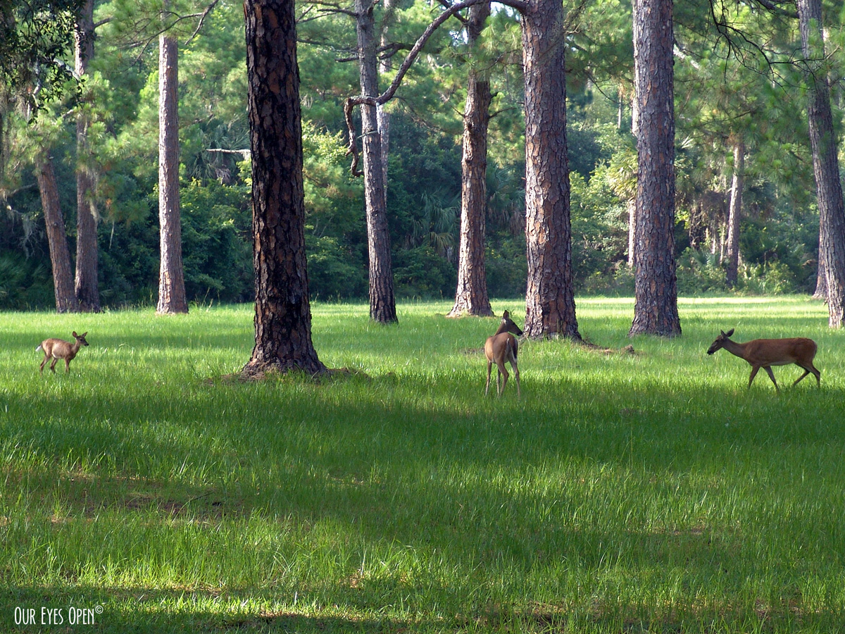 Thursday Trio – Whitetail