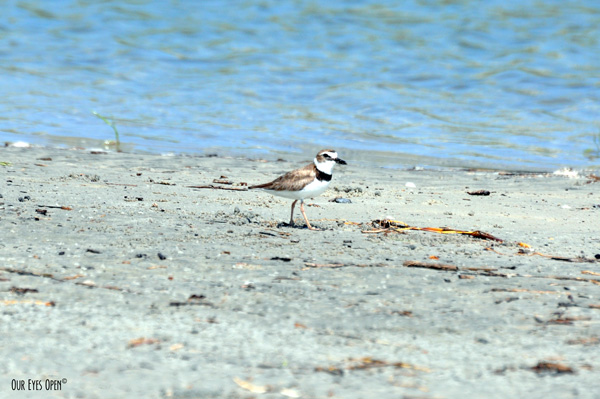 Male Wilson's Plover trying to steer people and predators away from their nest on Little Talbot Island State Park.
