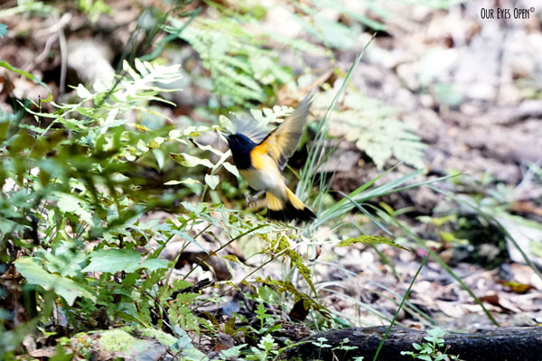 American Redstart fluttering about to lure insects out of their hiding spots on the red ground of leaves and fallen limbs.