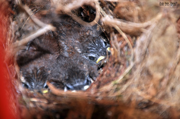 Three Carolina chicks in a nest.