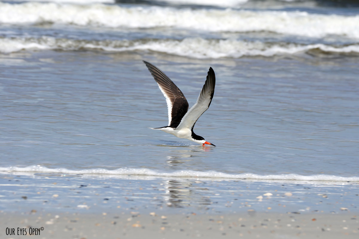 Bird Weekly – Photo Challenge – Common Birds in Your Area This Time of Year