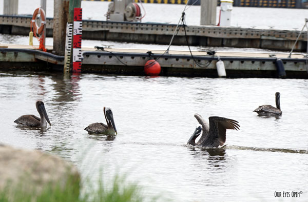 Four Brown Pelicans hanging out in the inlet at Mayport, Florida near the boat ramp with fishing docks in the background.