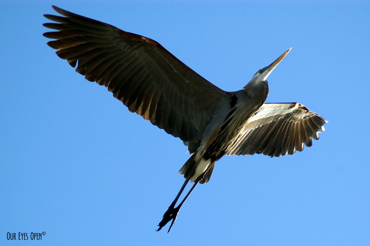 Bird Weekly – Photo Challenge – Birds beginning with a “H”