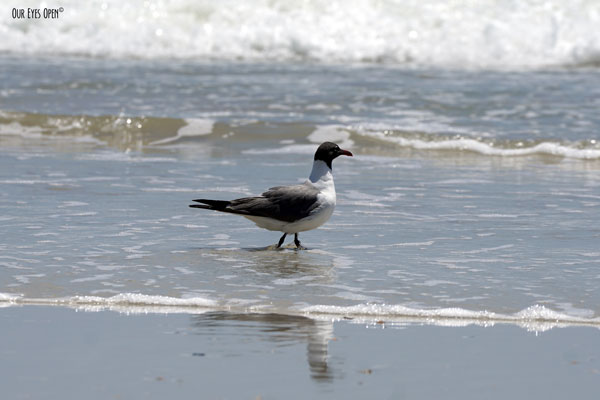 Laughing Gull wading out into the surf of the Atlantic Ocean at Little Talbot Island State Park in Jacksonville, Florida.