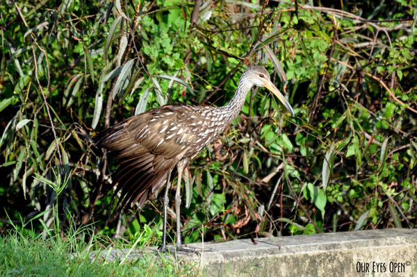 Limpkin preparing to hop down into the water looking for snails.