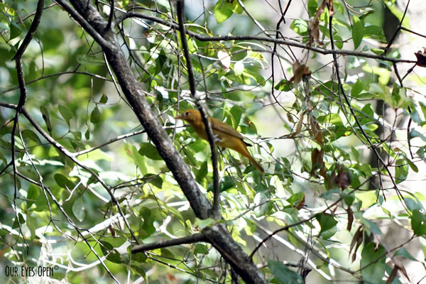 Summer Tanager perched up in a tree at Tree Hill Preserve in Jacksonville, Florida.