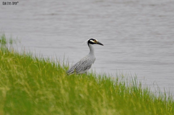 Yellow-crowned Night-Heron approaching the water in the inlet at Mayport.
